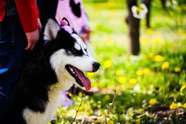 Komik husky köpek bahar zaman çim üzerinde yalan