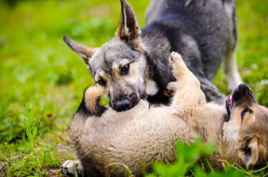 Yeşil çimenlerin üzerinde oynayan yavru
