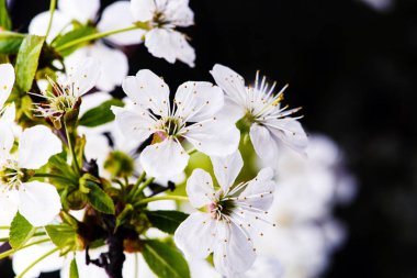elma çiçeği ağaçta, bahar zamanı