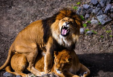 Sevimli sevimli aslan, seçici odaklanma.