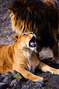 Güzel güçlü aslan