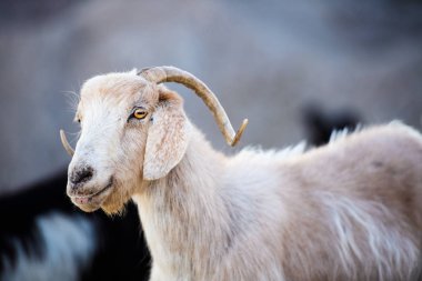Tek dağ keçisi ayakta üst kısmında tahtalı Dağı, Tu