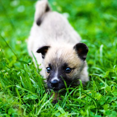 Yeşil çimenlerin üzerinde oynayan yavru