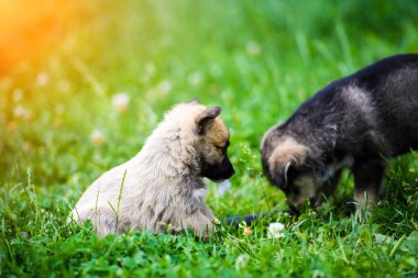 Yeşil çimenlerin üzerinde oynayan yavru