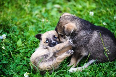 Yeşil çimenlerin üzerinde oynayan yavru