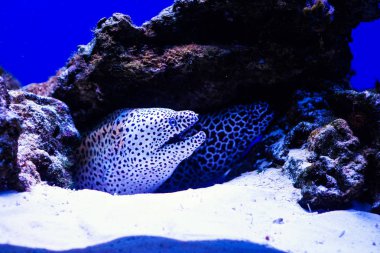 Mercan kayalığı bağcıklı moray (Gymnothorax favagineus)