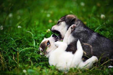 Yeşil çimenlerin üzerinde oynayan yavru