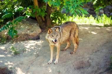 Gri kurt (Canis lupus) portre