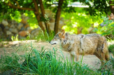 Gri kurt (Canis lupus) portre