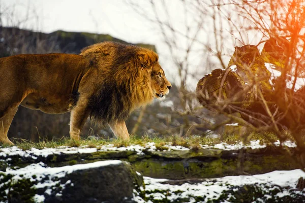 Schöner mächtiger Löwe — Stockfoto