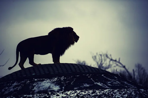 Beautiful Mighty Lion — Stock Photo, Image