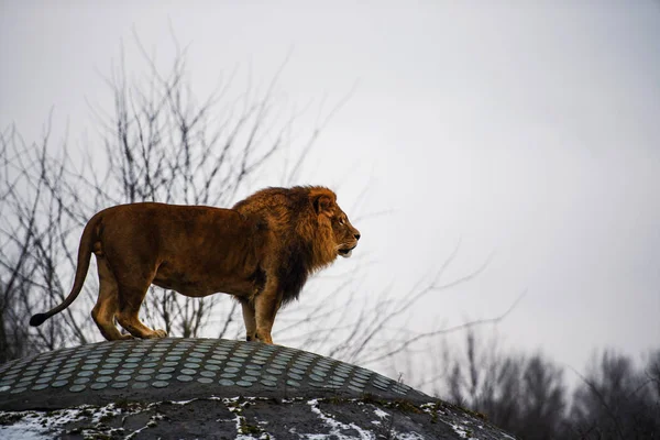 Beautiful Mighty Lion — Stock Photo, Image