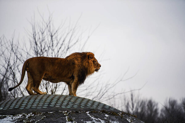 Beautiful Mighty Lion