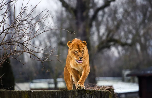 Bella potente leonessa — Foto Stock