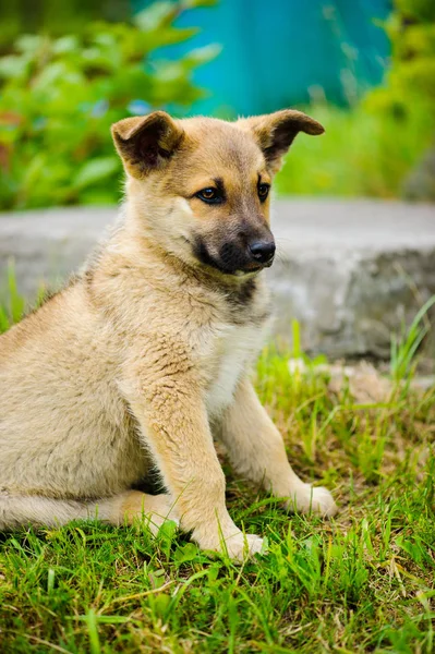 Pequeno cachorro bonito cão — Fotografia de Stock