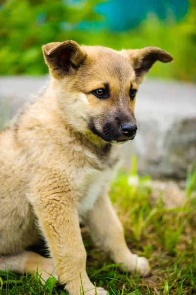 Pequeño lindo cachorro perro — Foto de Stock