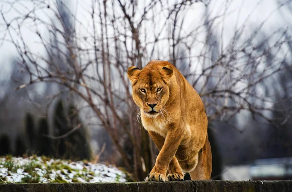 Hermosa poderosa leona — Foto de Stock