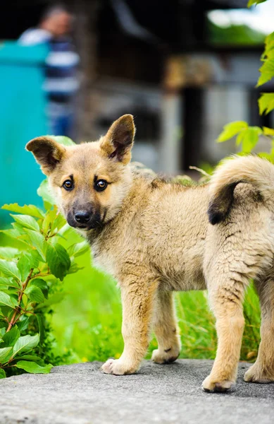 Pequeño lindo cachorro perro — Foto de Stock