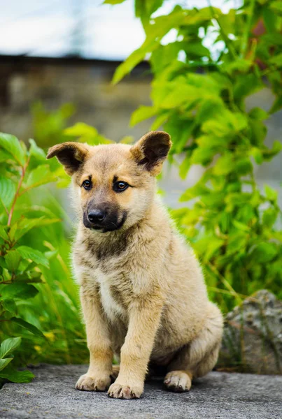 Pequeño lindo cachorro perro —  Fotos de Stock