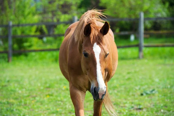 Horse with long mane on pasture against beautiful blue sky — Stock Photo, Image