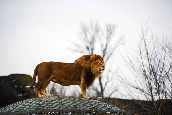 Bellissimo Leone possente — Foto Stock