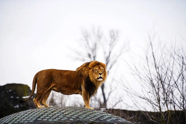 Mooie machtige Lion. — Stockfoto