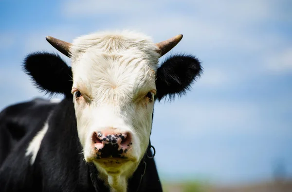 Vaca pastando em um campo verde — Fotografia de Stock