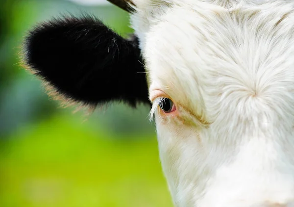 Cow grazing on a green field — Stock Photo, Image