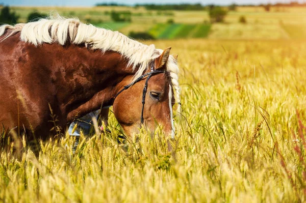 Horse in the pasture, sunny day. Spring time — Stock Photo, Image