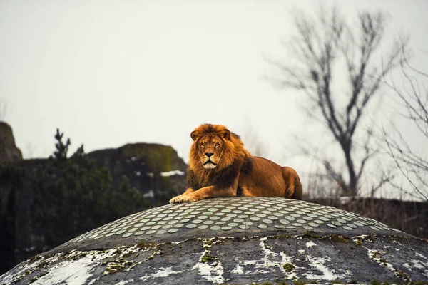 Belo leão poderoso — Fotografia de Stock