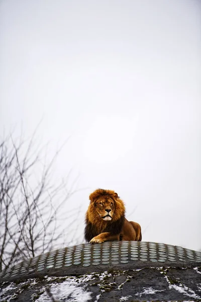 美丽威武的雄狮. — 图库照片