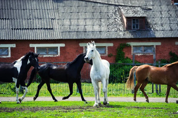 Koń z długą grzywą na pastwiskach przed pięknym błękitnym niebem — Zdjęcie stockowe