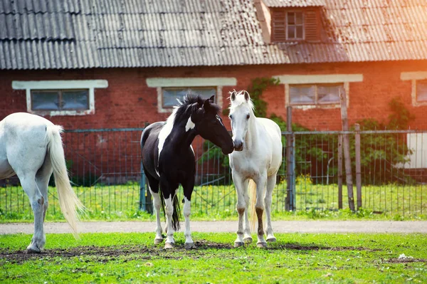 A ház közelében lévő legelőn lévő lovak — Stock Fotó
