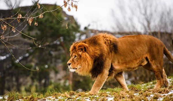 Schöner mächtiger Löwe. — Stockfoto