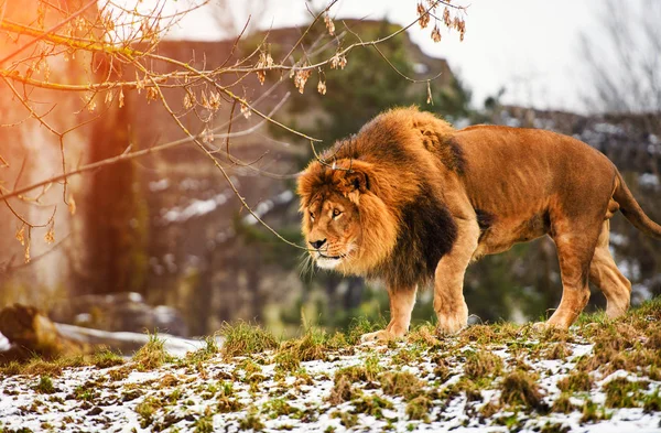 Hermoso león poderoso —  Fotos de Stock