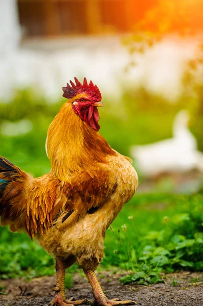 Frango em uma fazenda — Fotografia de Stock