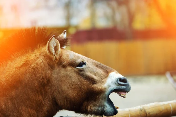 Vista Panoramica Bellissimo Ritratto Cavallo — Foto Stock