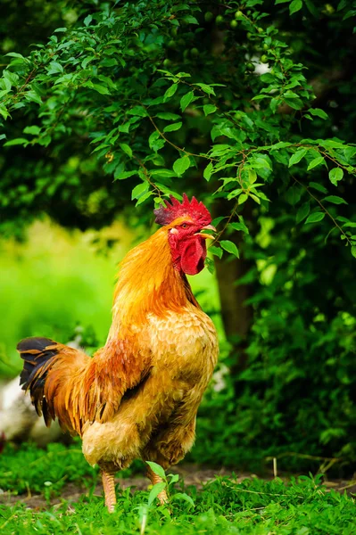 Pollo in una fattoria — Foto Stock