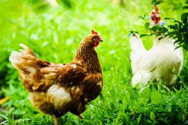 Gallina en una granja —  Fotos de Stock