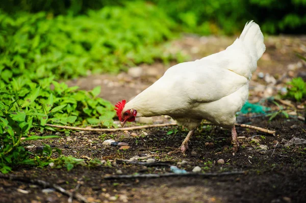 Hen on a farm — Stock Photo, Image