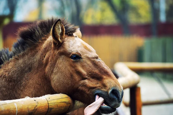 Porträt eines lustigen Pferdes — Stockfoto