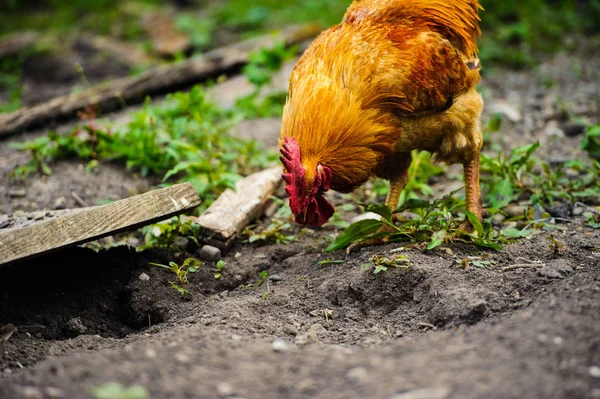 Galinha em uma fazenda — Fotografia de Stock