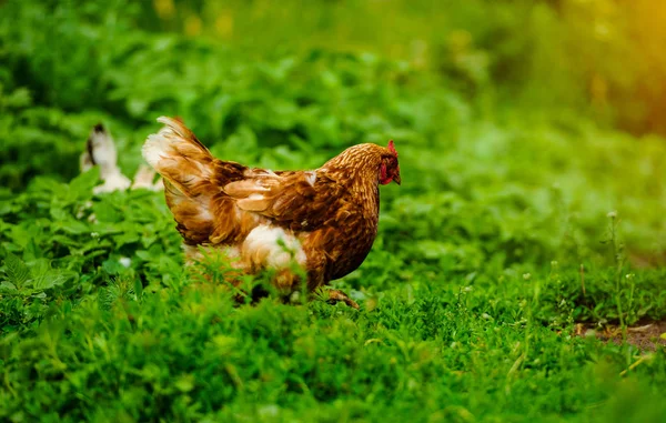 Pollo en una granja — Foto de Stock