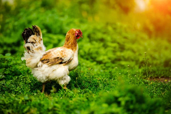 Frango em uma fazenda — Fotografia de Stock