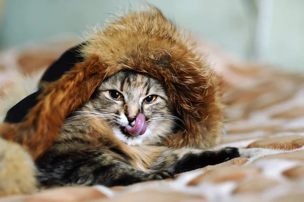 Zabawny kot w czapkę — Zdjęcie stockowe