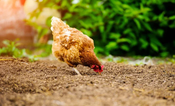 Pollo en una granja —  Fotos de Stock