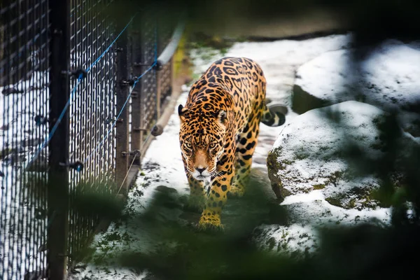 Portrait of a beautiful leopard — Stock Photo, Image