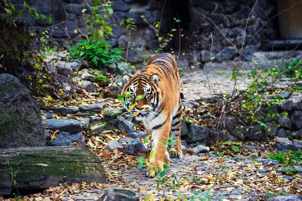 Belo retrato de tigre amur — Fotografia de Stock
