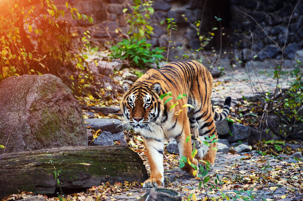 Beautiful amur tiger portrait