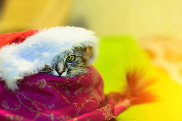 Christmas cat in red Santa Claus hat — Stock Photo, Image